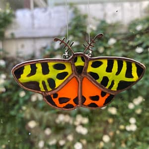 Tiger moth 1