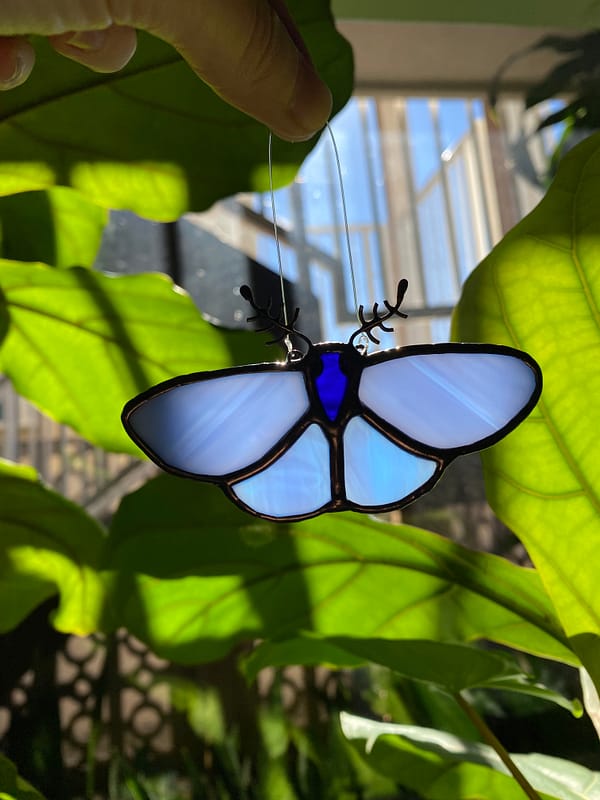 blue moth 1